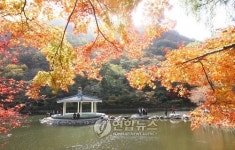 <환경열차 가을여행 5選> 정읍 내장산