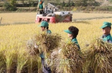 불우이웃돕기 벼 수확 한창