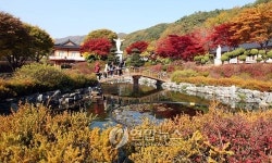 제천 배론 성지 내 단풍 절정