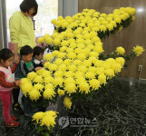 국화꽃 한반도, 독도도 있어요~