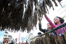 도심에서 황태덕장 구경