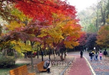 단풍으로 눈부신 대전 보문산