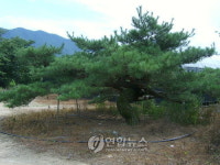 폐교 지키는 소나무를 살려주세요