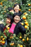 도심 속 제주감귤 따러 오세요