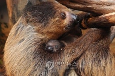 나무늘보 새끼 태어났어요