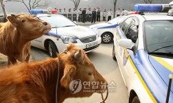 한우 우리는 농민대회 못가나요