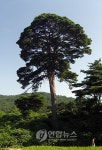 문화재 지정예고된 소나무