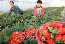 강릉의 겨울딸기 맛보세요