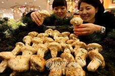 향과 맛이 가득한 미국산 자연송이 판매