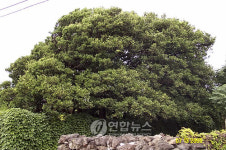 367년 최고령 제주 향토재래귤나무