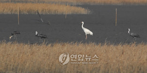 순천만 손님 흰두루미
