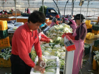 괴산 절임배추 인기 짱..137억 매출