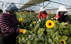 <카메라뉴스> 거베라 수확 나선 함평 아낙네들