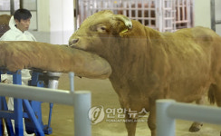 내가 바로 우리나라 송아지들의 아버지