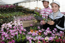 미니 호접란 너무 아름다워요