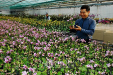 미니 호접란 너무 아름다워요