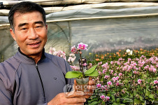 미니 호접란 너무 아름다워요