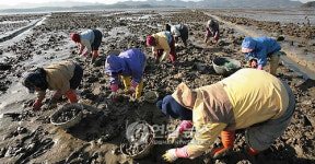 석화를 따고 있어요