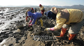 석화를 따고 있어요