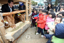 대전 유성구청 앞마당서 음매~음매~