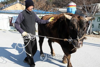 칡소 '삵'과 이창섭씨