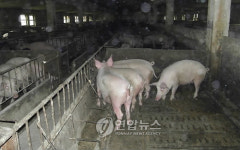 흑돼지농장 조성될 평양돼지공장