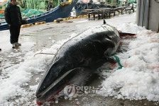 부산공동어시장서 위판된 7m 짜리 밍크고래
