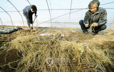 춘천 농가 씀바귀 새 소득원 각광