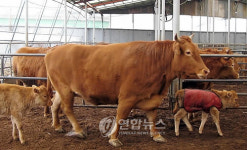 아산서 몸무게 909kg 슈퍼한우 발견