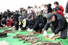 고성 명태축제 관태체험
