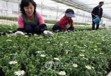 봄 재촉하는 꽃 활짝