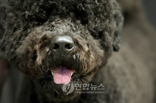 백악관 애완견은 포르투갈 워터 도그