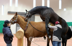 장수 경주마목장 교배 시즌 분주