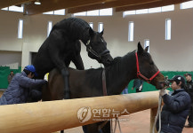 장수 경주마목장 교배 시즌 분주
