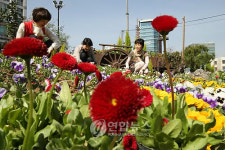 삭막한 차도에 봄기운을 전합니다