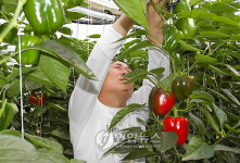 파프리카야 뭐가 필요하니