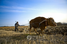 해남의 `워낭소리