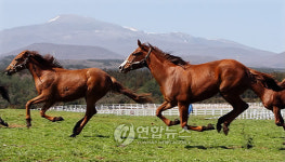 경주마 달리는 제주의 봄
