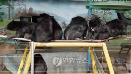 봄기운 만끽하는 함평 반달가슴곰