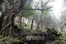 세계자연유산 제주 거문오름의 봄