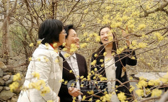  남원 산수유꽃 구경오세요