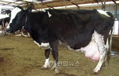 200㎖ 우유 65만개 생산한 젖소 나와