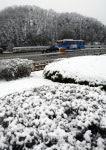 강원 영서지역에 春雪