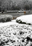 강원 영서지역에 春雪