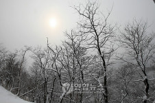 대관령 나무위에 핀 눈꽃