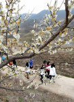 매화꽃길 지나는 학생들