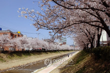 울산 무거천에 핀 벚꽃