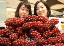 올해 첫 국내산 포도 맛보세요~