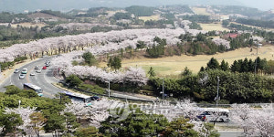 벚꽃지도