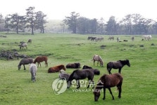 제주마 순수혈통 전산 관리한다